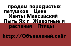 продам породистых петушков › Цена ­ 1 500 - Ханты-Мансийский, Пыть-Ях г. Животные и растения » Птицы   